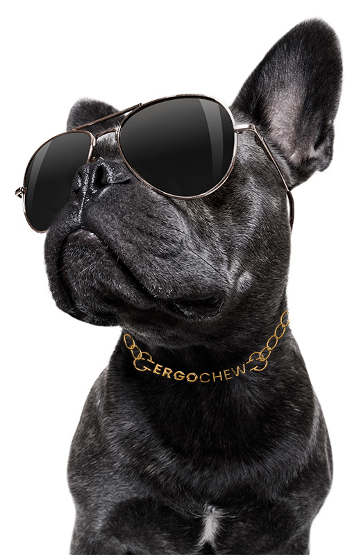 Black French Bulldog wearing Ergo Chew gold chain