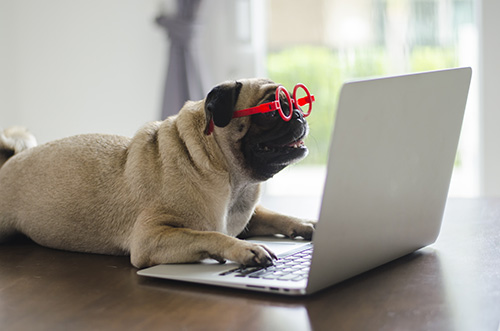 Dog with red glasses using computer