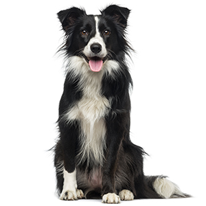 Collie with kind expression