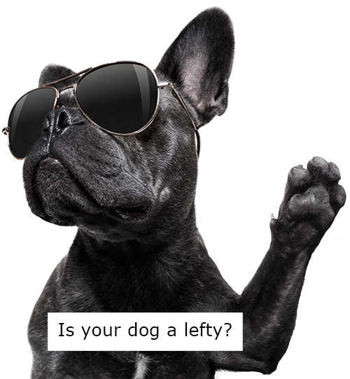 French Bulldog wearing aviator glasses with one paw raised. Text reads is your dog a lefty?